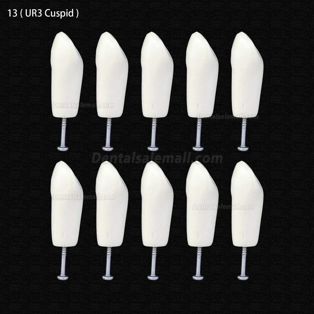 10Pcs/lot Dental Typodont Teeth Replacement Teeth Compatible with Columbia 860